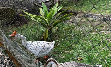 finca en arriendo en la florida. Cod A7292486