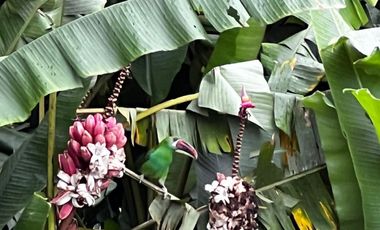 finca en arriendo en la florida. Cod A7292486