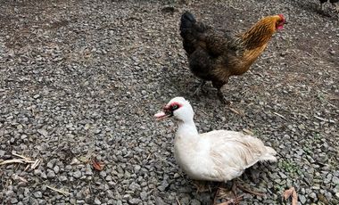 finca en arriendo en la florida. Cod A7292486