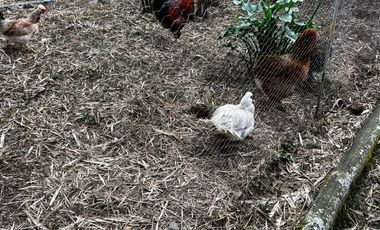 finca en arriendo en la florida. Cod A7292486