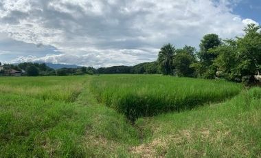Land for sale in Nong Chom, Chiang Mai