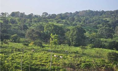 Se Vende Finca de 6.7 HAS con Hermosa Casa Campestre