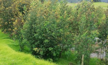 finca en venta en sesquile -nescuata. Cod V3037