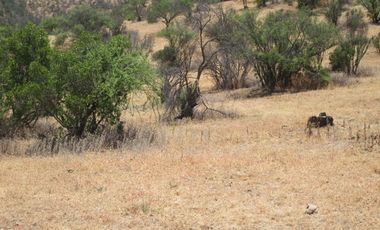 VENDEN DE 9 PARCELAS EN BUEN CONDOMINIO SECTOR ALHUE ¡¡ DISPONIBLES DESDE UF1200