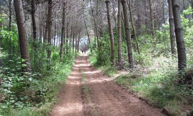 Agrícola en Venta en San Pablo, Sector Trumao