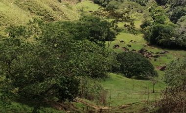 Venta finca San Roque Antioquia