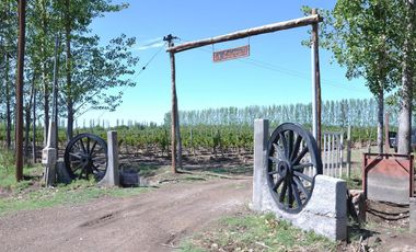 Finca 30 ha - General Alvear- Mendoza