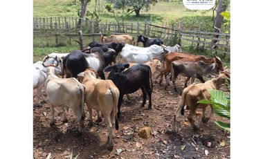 SE VENDE FINCA EN SAN ANTONIO DE TULU - COCLE NORTE