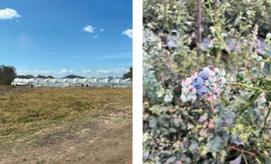 HUERTA DE ARANDANOS EN VENTA EN TZINTZUNTZAN, MICHOACAN