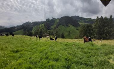 Terreno de venta en Tarqui - Sector Manzano Pamba – código:19460