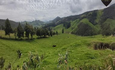 Terreno de venta en Tarqui - Sector Manzano Pamba – código:19460