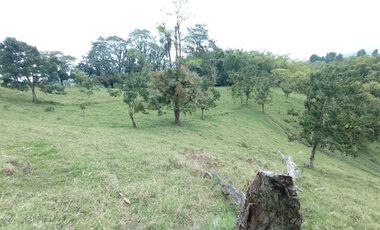VENTA de FINCAS en PEREIRA
