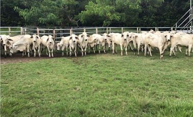 EXCELENTE FINCA GANADERA EN VENTA ZARZAL LA PAILA VALLE DEL CAUCA