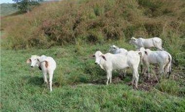 EXCELENTE FINCA GANADERA EN VENTA ZARZAL LA PAILA VALLE DEL CAUCA