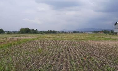 6584 M2 Tanah Sawah, Desa Cimerang, Padalarang, Bandung Barat