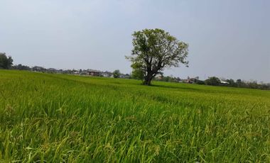Land for sale in Ton Pao, Chiang Mai