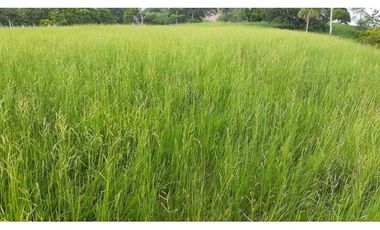 VENTA DE FINCA VA PLANETA RICA, MONTERIA