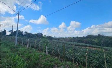 Se vende finca piñera de 1 hectárea en Las Yayas, Chorrera