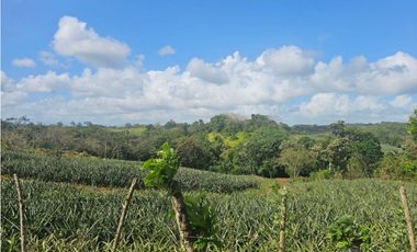 Se vende finca piñera de 1 hectárea en Las Yayas, Chorrera