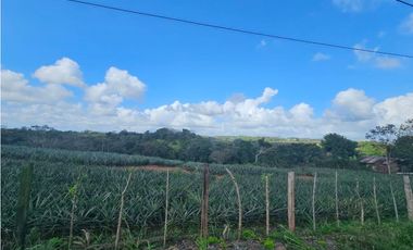 Se vende finca piñera de 1 hectárea en Las Yayas, Chorrera
