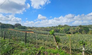 Se vende finca piñera de 1 hectárea en Las Yayas, Chorrera