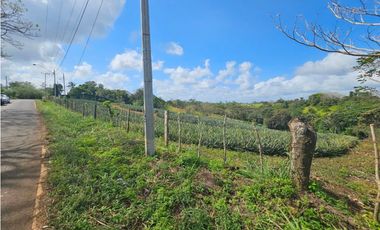 Se vende finca piñera de 1 hectárea en Las Yayas, Chorrera