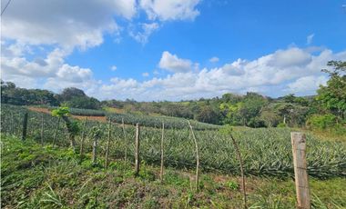 Se vende finca piñera de 1 hectárea en Las Yayas, Chorrera