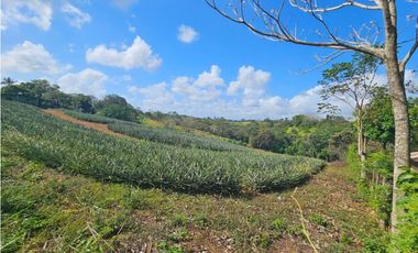 Se vende finca piñera de 1 hectárea en Las Yayas, Chorrera