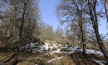 Sitio en Venta en Dos pinos, lonquimay