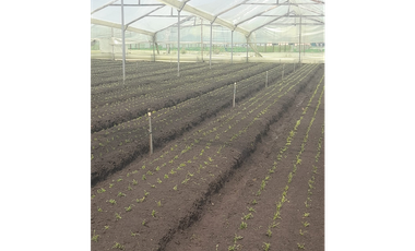 FINCA EN VENTA EN COTA