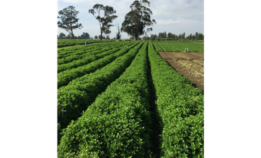 FINCA EN VENTA EN COTA