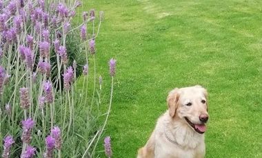 Bonita casa en condominio de 3 recamaras,