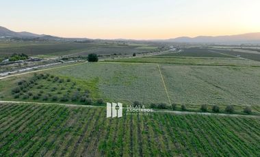 4.64HA. EXCLUSIVAS EN VALLE DE GUADALUPE