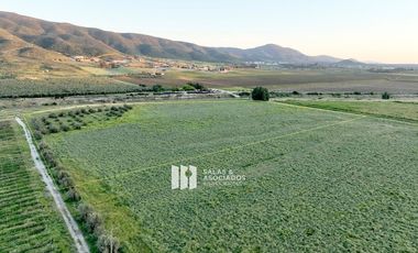 4.64HA. EXCLUSIVAS EN VALLE DE GUADALUPE