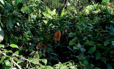 Venta Finca Vacacional con Casa  en Manabí, Cantón Flavio Alfaro (LC)