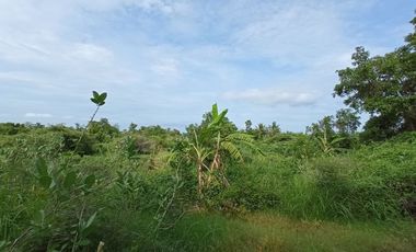 Tanah Tambak Murah Sambelia Lombok Timur