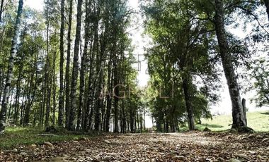 Parcela en Venta en Los Muermos
