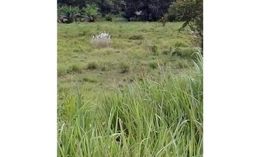 FINCA EN CHEPO CABECERA 78 HECTAREAS POR PUERTO COQUIRA TITULADA