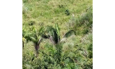 FINCA EN CHEPO CABECERA 78 HECTAREAS POR PUERTO COQUIRA TITULADA