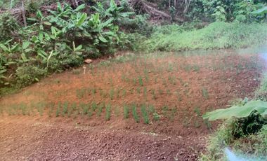 finca en venta en dapa. Cod V11668