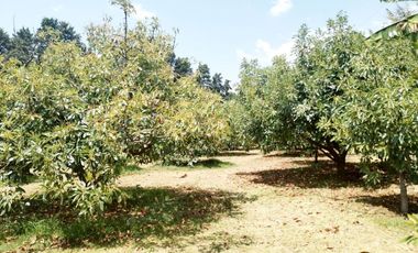 Rancho  en Ahuatenco Ocuilan - CRB-1084-Ra#