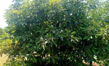 Rancho  en Ahuatenco Ocuilan - CRB-1084-Ra#