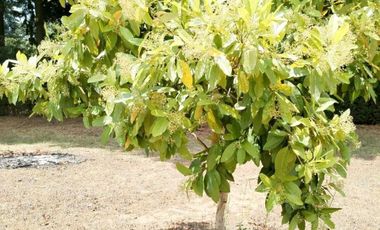 Rancho  en Ahuatenco Ocuilan - CRB-1084-Ra#
