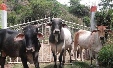 VENTA de FINCAS en PIEDECUESTA