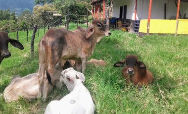 VENTA de FINCAS en PIEDECUESTA