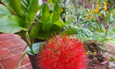 VENTA de FINCAS en PIEDECUESTA