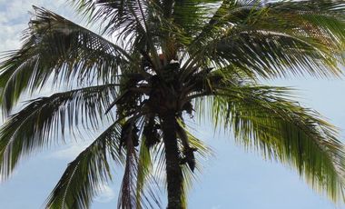 Fincas para Alquilar en Copacabana Cod: 6252