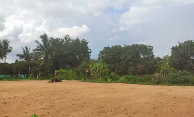 Land for sale in Nong Tong, Chiang Mai