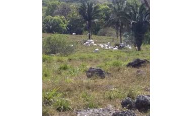 VENTA FINCA COLÓN