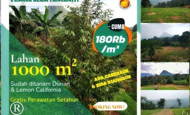 180 Juta Dapat Tanah seluas 100 Meter